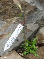 N.oleander Atlas 6.6.2009.jpg