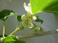 A.arguta - samičí květy.JPG