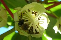 včela-cropres.jpg