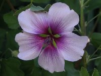 Lavatera Bicolor (Small).jpg