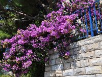 Bougainvillea_b.jpg