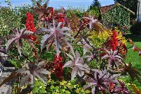 Ricinus comunis 3.10.2009_a.jpg