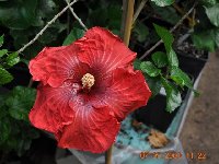 Hibiscus rosa - sinensis (3).jpg