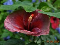 Hibiscus rosa - sinensis (6).jpg