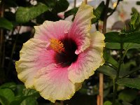 Hibiscus rosa - sinensis (9).jpg
