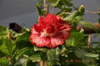 Hibiscus rosa - sinensis (8).jpg