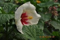 Hibiscus rosa - sinensis (7).jpg