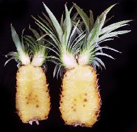 ananas_Hawaii_Vlado_b.jpg