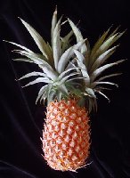 ananas_Hawaii_Vlado_a.jpg