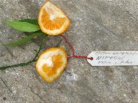 orangequat Nippon_c.jpg