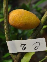 lemonquat C2.jpg