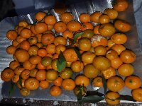 citrusy na snehu_c.jpg