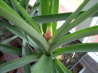 ananas 2010 005.jpg