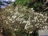 Trifoliata-Brno-2010-04-28.JPG