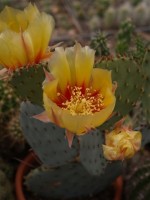 Opuntia violacea2.JPG