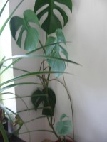 monstera IX_2010.jpg