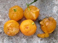 kumquat.jpg