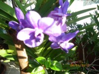 nové hyacinty 009.jpg