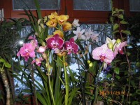 nové hyacinty a orchidee 019.jpg