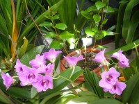 orchidee 005.jpg