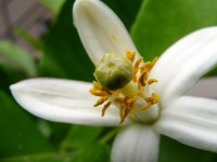 Citrus pyriformis cv. Ponderosa - makro kvetu 10.6.2009.jpg