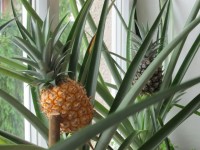 Ananas 2011 003.jpg