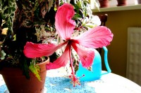 Hibiscus rosa chinensis - panache - kvet 26.6.2011.JPG