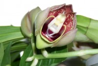 catasetum 29.8.det.2.JPG