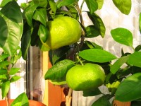 Citrusy 2011 013.jpg