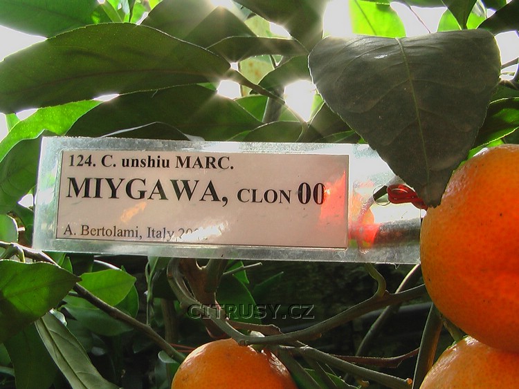 75.jpg