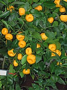 55.jpg