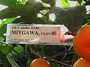 75.jpg