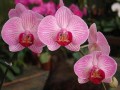 Orchidea-Gyani