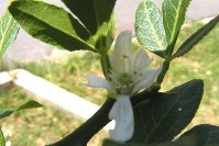 Poncirus trifoliata 8.7.2008 - druhé kvitnutie.jpg