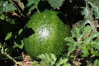 foto 029melon.jpg