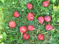 Crataegus pinnatifida.jpg