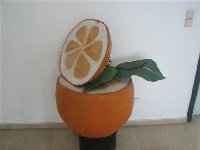 Cretan-citron_e.jpg