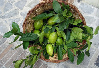 Cedro-10.jpg