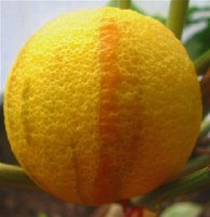 orange Panache (1).jpg