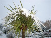 Cordyline australis_c.jpg