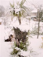 Cordyline australis_b.jpg