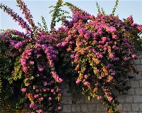 Bougainvillea_c.jpg