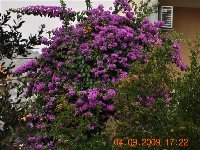 Bougainvillea.jpg