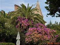 Bougainvillea (2).jpg