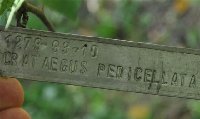 Crataegus pedicellata_c.jpg