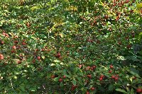 Crataegus pedicellata_b.jpg