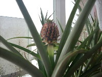 ananas 2010.22.1. 002.jpg