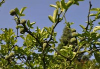 d_D_Mainau 11.6.2010 (107)_P.trifoliata.jpg