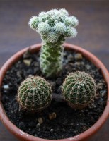 kaktusy.JPG