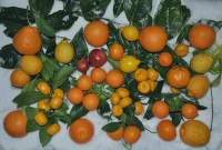 Citrus_28.11.2010.jpg